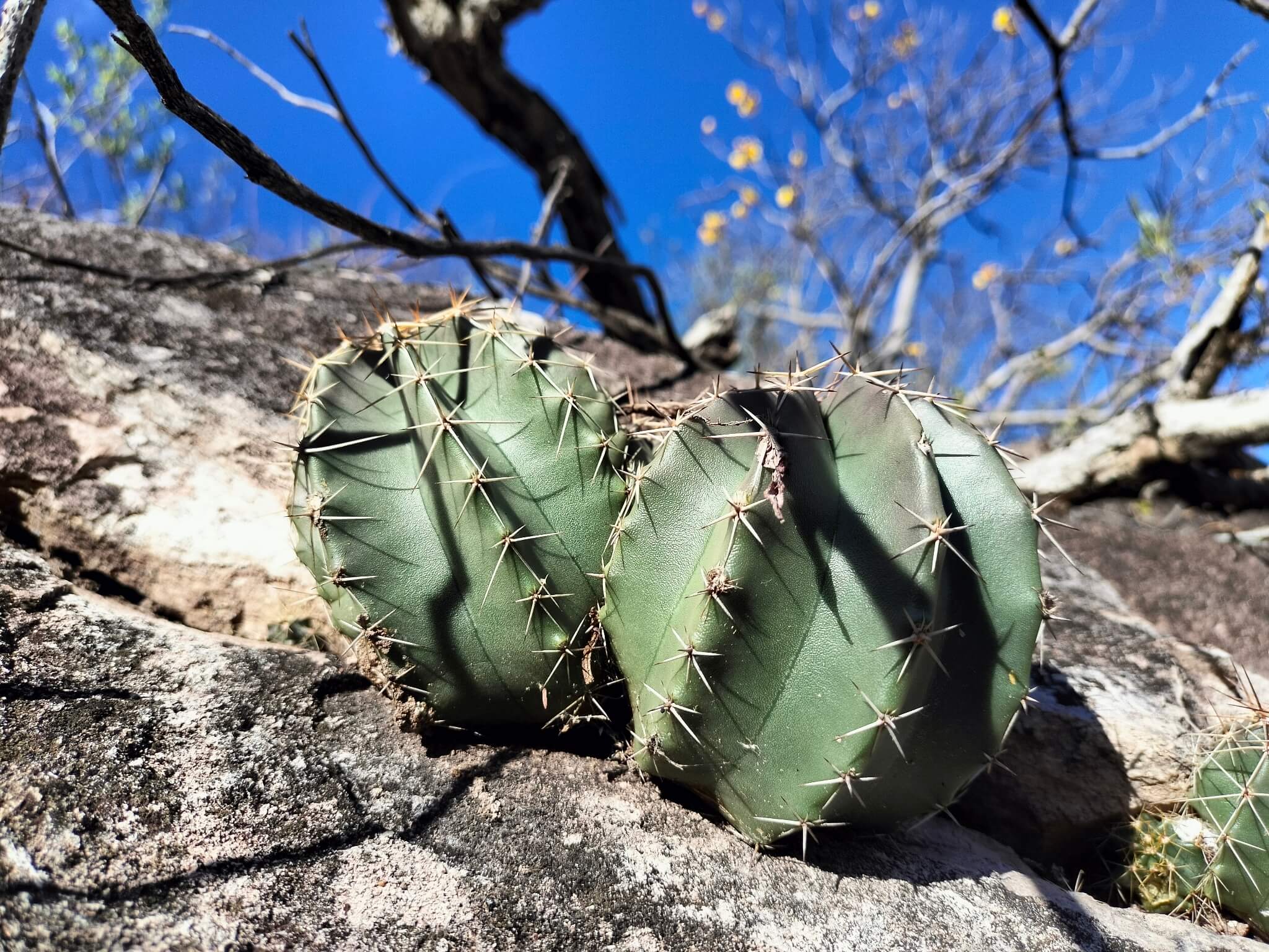 Echinocereus subinermis 